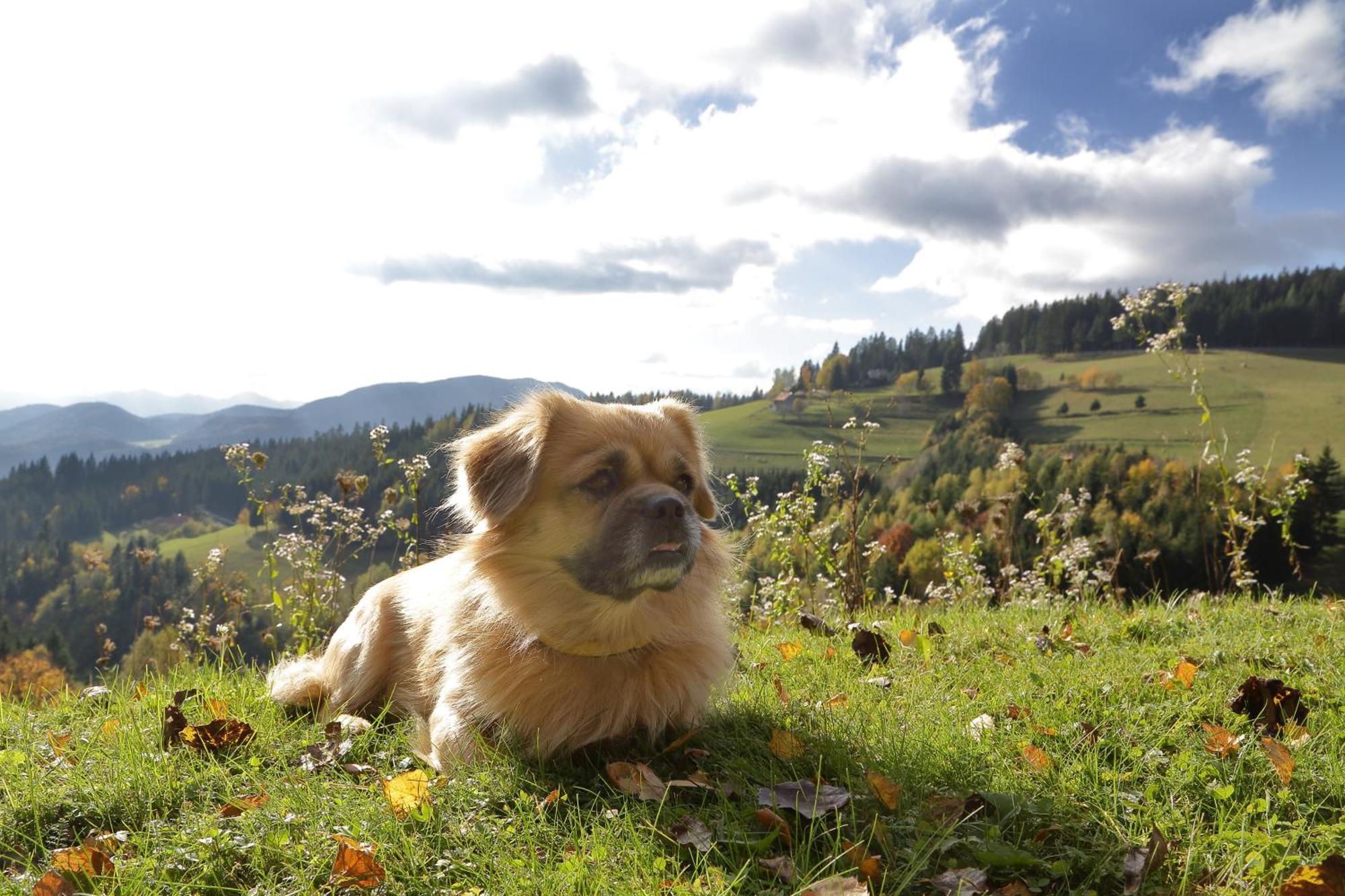 Charming Chalet Rogla Hudinja Luaran gambar